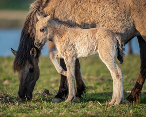 Young horse standing close to mother. © ysbrandcosijn