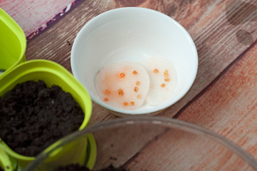 Sweet pepper seeds planted in fertile soil