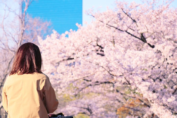 Naklejka premium 桜 女性