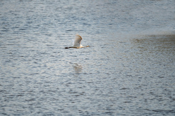 Common spoonbill bird flying low over water.