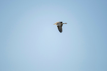 Grey heron flying against blue sky.