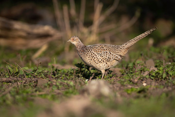 Female pheasant in sunny field.