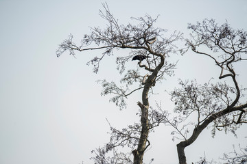 Crow in tree against blue sky.