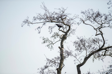 Crow in tree against blue sky.