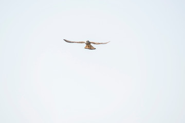 Common kestrel hanging in sky looking for prey.