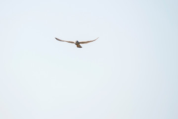 Common kestrel hanging in sky looking for prey.