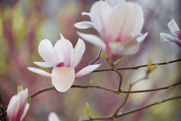 Obraz premium Pink delicate magnolia flowers close-up on a natural garden background. Floral natural spring seasonal background.