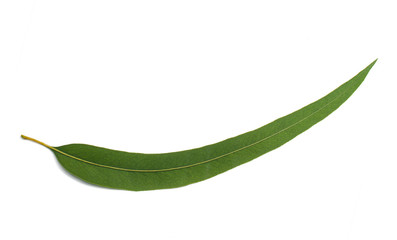 eucalyptus leaf © Scisetti Alfio