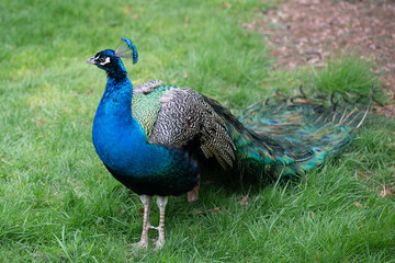 Fototapeta premium Female peacock showing off its wonderful plumage
