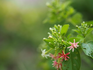 Rangoon Creeper, Chinese honey Suckle, Drunen sailor, Combretum indicum DeFilipps name pink and white flower blooming in garden on blurred of nature background