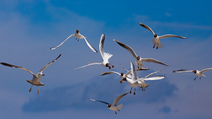 Stado mew na tle błękitnego nieba © Fotoforce