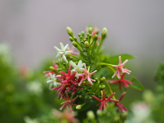 Rangoon Creeper, Chinese honey Suckle, Drunen sailor, Combretum indicum DeFilipps name pink and white flower blooming in garden on blurred of nature background