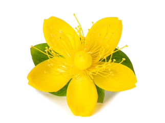 St. John's wort