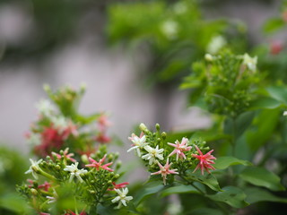 Rangoon Creeper, Chinese honey Suckle, Drunen sailor, Combretum indicum DeFilipps name pink and white flower blooming in garden on blurred of nature background