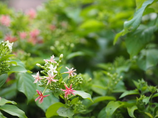 Rangoon Creeper, Chinese honey Suckle, Drunen sailor, Combretum indicum DeFilipps name pink and white flower blooming in garden on blurred of nature background