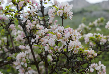 Wild apple tree in bloom in the mountains of Crimea, spring 2019