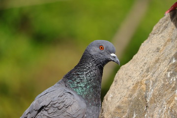 pigeon bird portrait shot