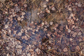 dry leaves in a puddle, early spring, April