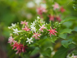 Rangoon Creeper, Chinese honey Suckle, Drunen sailor, Combretum indicum DeFilipps name pink and white flower blooming in garden on blurred of nature background