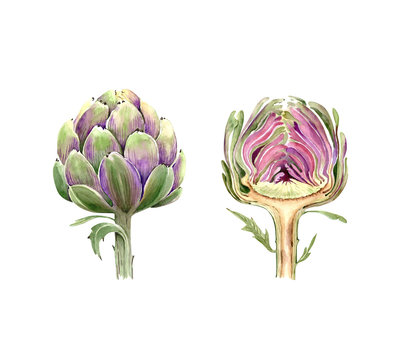 set of illustrations with vegetables, artichoke plants on a white background watercolor closeup illustration