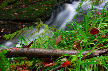 water flowing in the forest