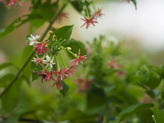Rangoon Creeper, Chinese honey Suckle, Drunen sailor, Combretum indicum DeFilipps name pink and white flower blooming in garden on blurred of nature background