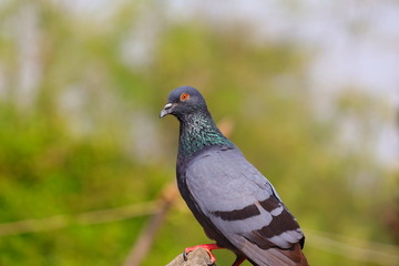 pigeon dove perching on the rock