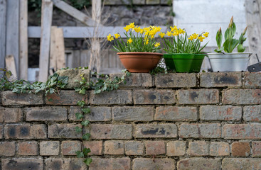 Fototapeta na wymiar flower, garden, pot, flowers, plant, wall, 
