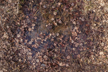 dry leaves in a puddle, early spring, April