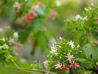 Rangoon Creeper, Chinese honey Suckle, Drunen sailor, Combretum indicum DeFilipps name pink and white flower blooming in garden on blurred of nature background