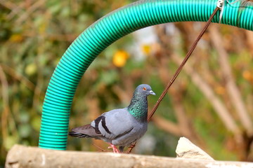 domestic pigeon walking on the surface