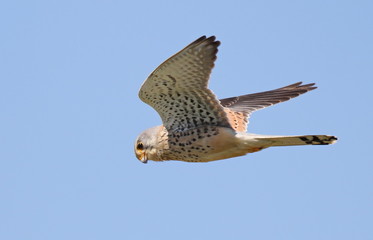 Common Kestrel in flight, Falco tinnunculus