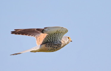 Common Kestrel in flight, Falco tinnunculus