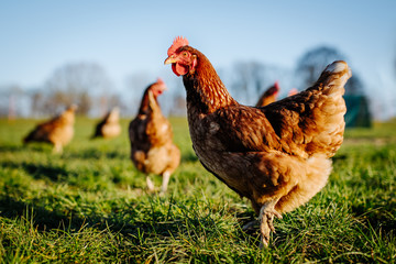 Huhn oder Henne auf einer grünen Wiese. Selektive Schärfe. Im Hintergrund mehrere Hühner...