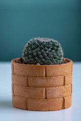 Cactus in pot on the table