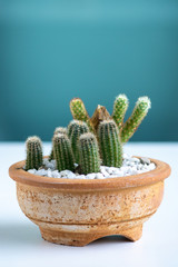 Cactus in pot on the table