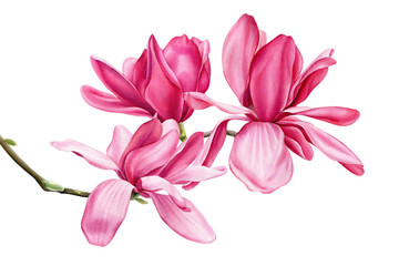 Obraz na płótnie Canvas branch of pink magnolia on an isolated white background, watercolor flowers