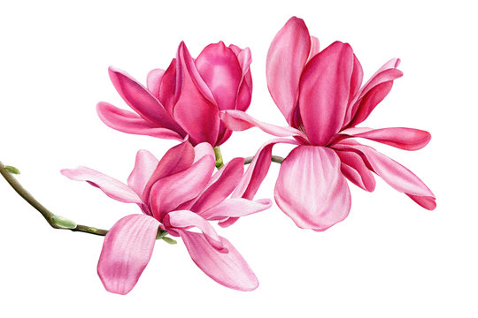 branch of pink magnolia on an isolated white background, watercolor flowers