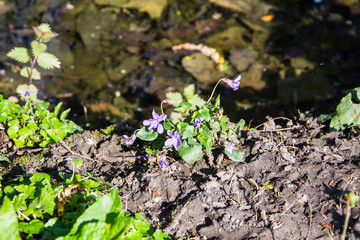 A small Wood Dog Violet, early dog violet, Viola rivenbachiana, growing next to stagnant water in an overflow ditch