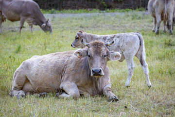 Typical Spanish cow looking at the photographer