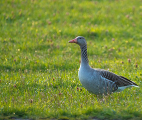 Greylag Geese making an early spring stop on their northward migration on the shores of the Upper Zurich Lake (Obersee) , Switzerland