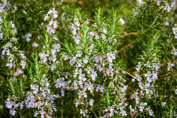 Spike stems of the rosemary herb Salvia rosmarinus with  its needle leaves and light mauve purple flowers