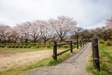 Fototapeta premium 巾着田の桜 埼玉県日高市