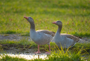 Naklejka na ściany i meble Greylag Geese making an early spring stop on their northward migration on the shores of the Upper Zurich Lake (Obersee) , Switzerland