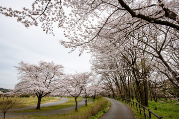 巾着田の桜 埼玉県日高市