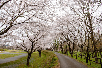巾着田の桜 埼玉県日高市