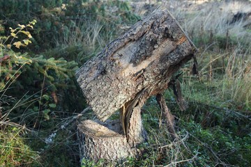 The felling of the tree has failed