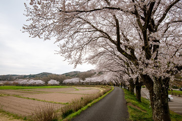 巾着田の桜 埼玉県日高市