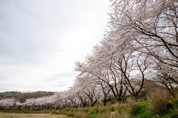 巾着田の桜 埼玉県日高市