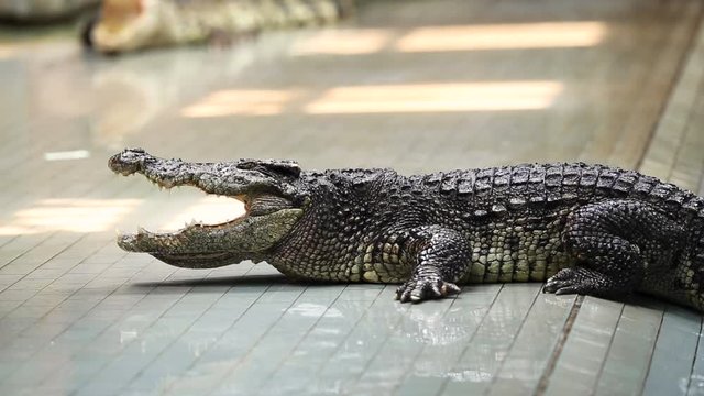 Siamese freshwater crocodile  in the zoo, The species is critically endangered and already extirpated from many regions. Clip in high speed FPS.